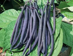 بذر لوبیا سیاه