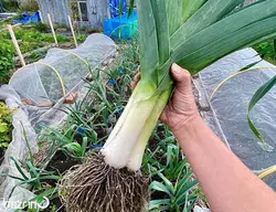 بذر تره فرنگی