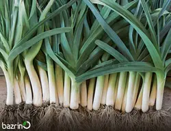 بذر تره فرنگی