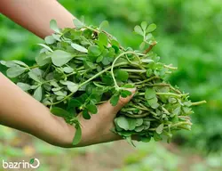 بذر خرفه/پرپین(100 گرمی)