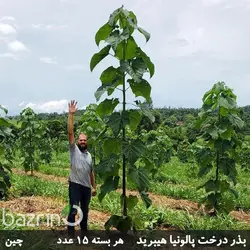 بذر پالونیا شن تونگ F1