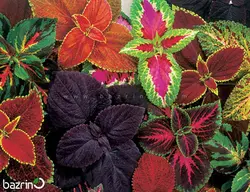 بذر گل حسن یوسف میکس