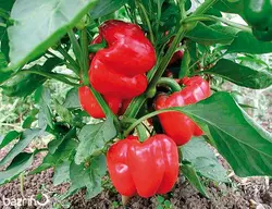 بذر فلفل دلمه ای قرمز F1