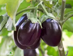 بذر بادمجان مشکی دلمه ای F1
