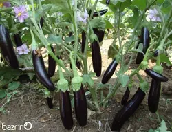 بذر بادمجان مشکی قلمی