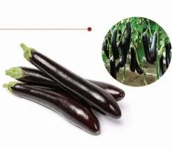 بذر بادمجان قلمی چاه بلند | Anbari