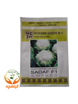 بذر گل کلم صدف روزن سیدز | Rossen seeds