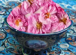 گل محمدی تازه