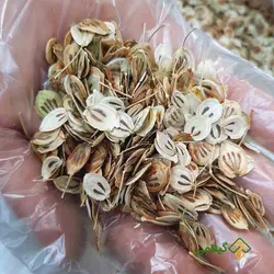گلپر کوهی گیلامی ( Gilamie Heracleum Persicum )