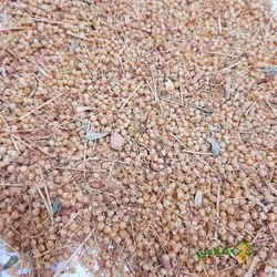 افتیمون گیلامی (Gilamie Cuscuta Epithymum)