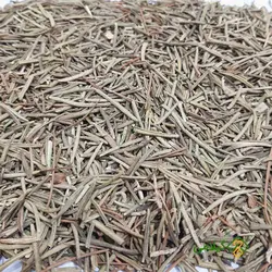 رزماری گیلامی (Gilamie Rosemary)