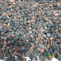 قره قات گیلامی (Gilamie Cranberry)
