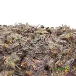 چای کوهی گیلامی ( Gilamie Stachays Lavandulifolia)