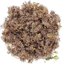 چای کوهی گیلامی ( Gilamie Stachays Lavandulifolia)