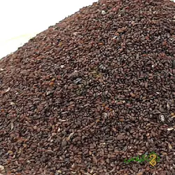 تخم بارهنگ گیلامی ( Gilamie Plantago Major)