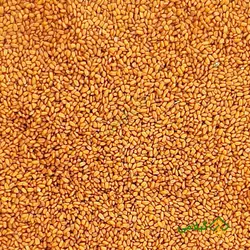 خاکشیر گیلامی ( Gilamie Flixweed )