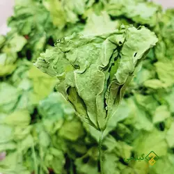 برگ پنیرک گیلامی ( Malva Pusilla )