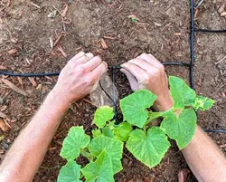 سه راهی ۶ میل آبیاری و مه پاش (لوله ماکارونی)