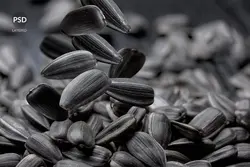 تخمه آفتاب گردان