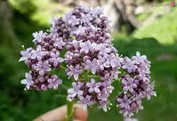 سنبل الطیب نگین طبیعت