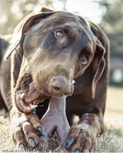 تشویقی استخوانی سگ بامبو جیم داگ 13.3 سانتی متر (GimDog Bam-Bones Dog Toy)