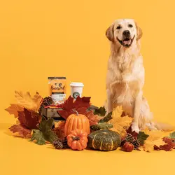 تشویقی سگ پامپکین اسپایس پوچ اند مات ۱۲۰ گرم Pooch&mutt pumpkin spice