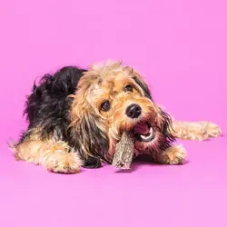 تشویقی جویدنی آرام بخش سگ پوچ اند مات ۹۰ گرم Pooch&mutt calming Fish hide chews