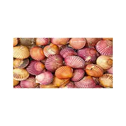 موس پد مدل صدف های دریایی