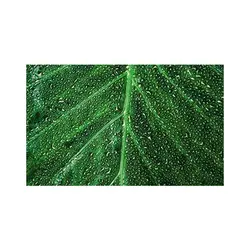 پادری طرح گل مدل یک برگ سبز خیس