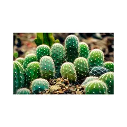 پادری طرح گل مدل کاکتوس های زیبا