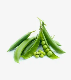 لوبیا گلخانه ای