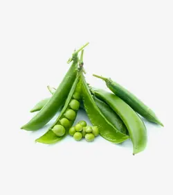 لوبیا گلخانه ای