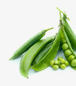 لوبیا گلخانه ای