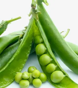 لوبیا گلخانه ای