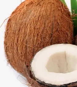 نخل ارگانیک