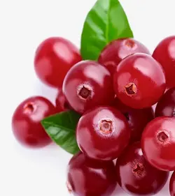 گیلاس گلخانه ای