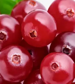 گیلاس گلخانه ای