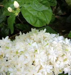 عرق بهارنارنج درجه یک، سریع ترین زمان ارسال، فروشگاه ایران کوک