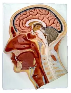 مولاژ برش سر و صورت