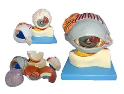 مولاژ چشم بزرگ با نمایش پلک و استخوان زیر چشم