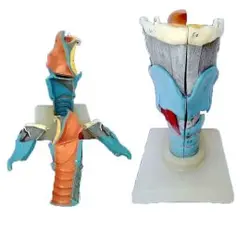 مولاژ حنجره بزرگ ۴ قسمتی