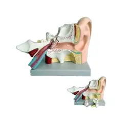 مولاژ گوش (سه تیکه)