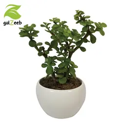 کراسولا خرفه