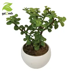 کراسولا خرفه