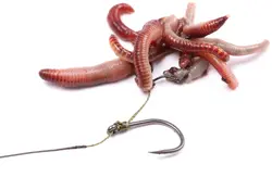 کلیپس ماگوت