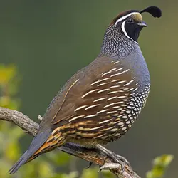 گوشت بلدرچین