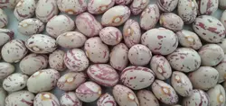 لوبیا چیتی