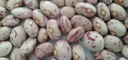 لوبیا چیتی