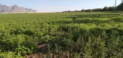 لوبیا چیتی