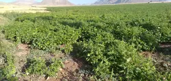 لوبیا چیتی